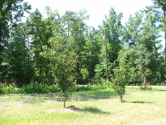 fruit trees/ garden plot