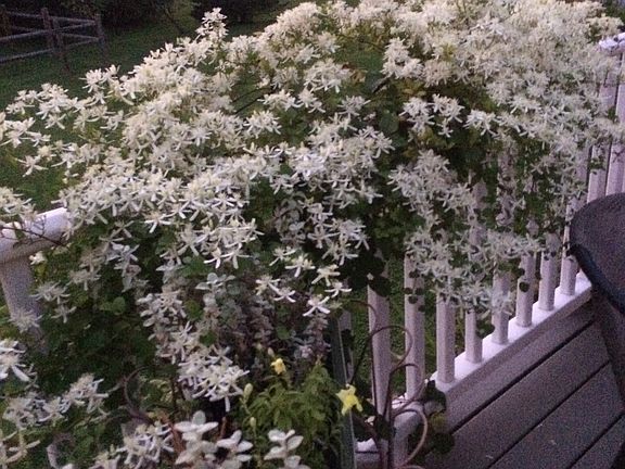 Clematis on back porch 