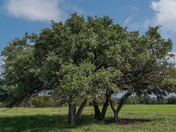 Tract 9 - Shiloh Vista Ranch | Tolar, Texas