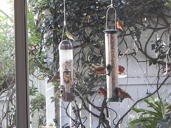 lots of wild birds visit