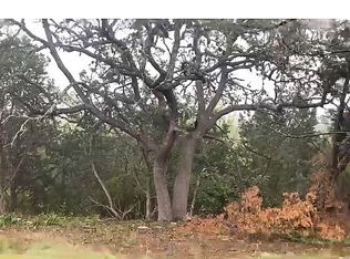 Stagecoach, Spring Branch, TX 78070