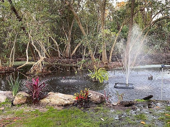 Pond in back yard
