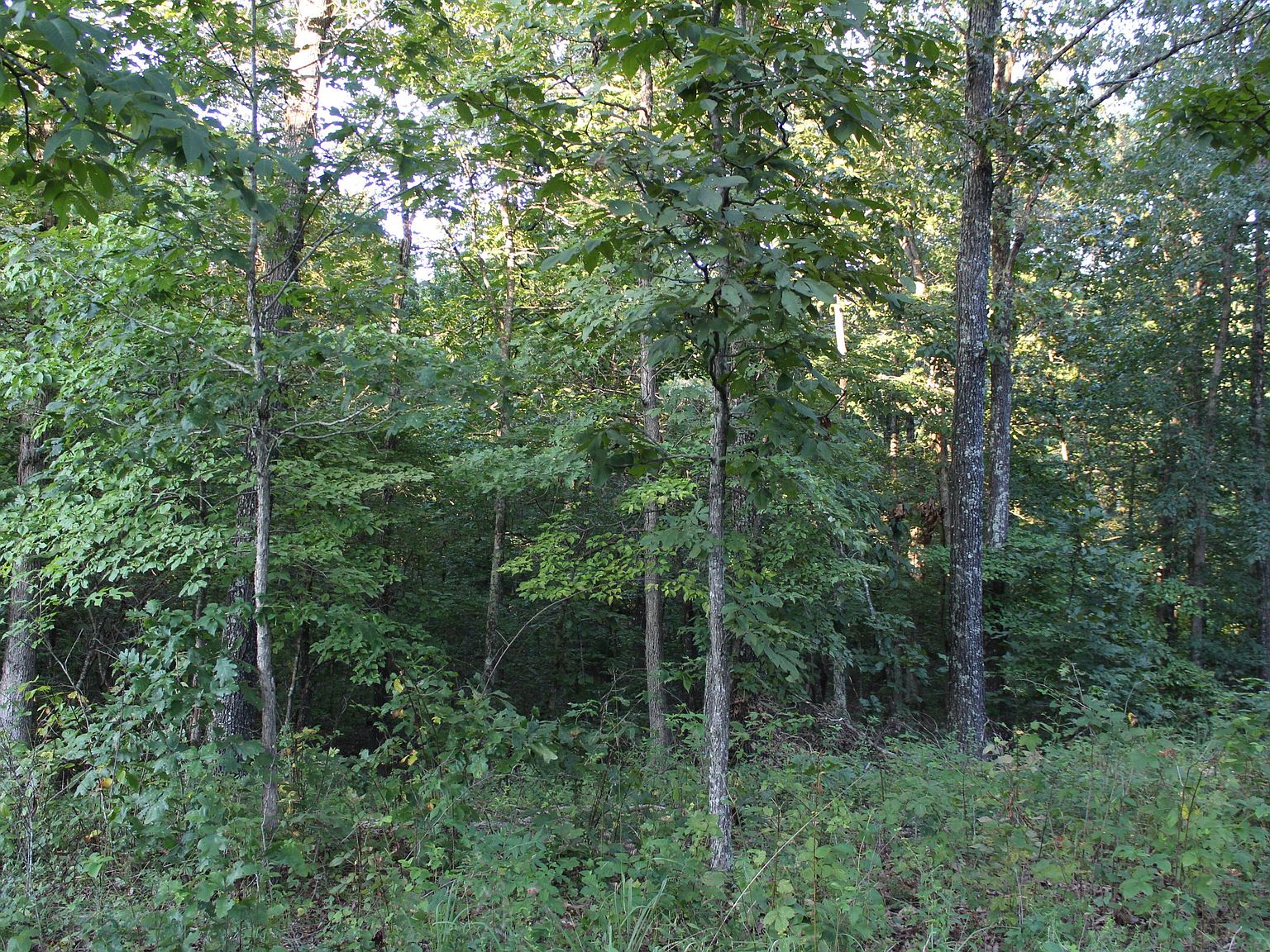 Route 563, Bunker, MO 63629 Zillow