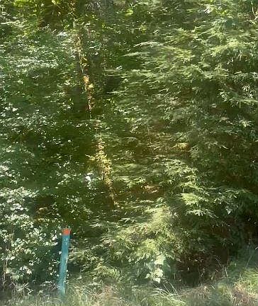 3rd image of Adj 82050 Red Bluff Rd