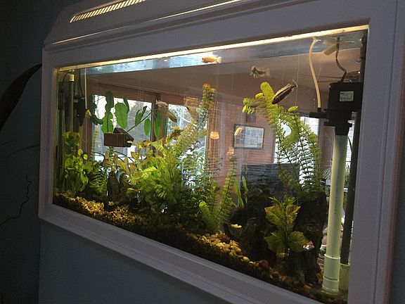75 gallon built-in fish tank
