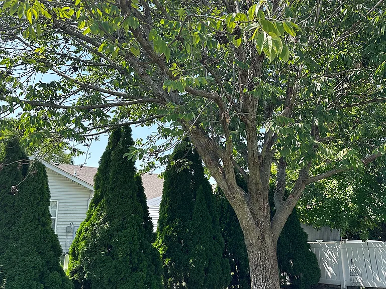 1627 Evergreen Ave — Photo 2