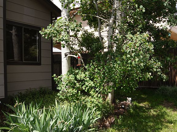 Shade Trees in Back Yard