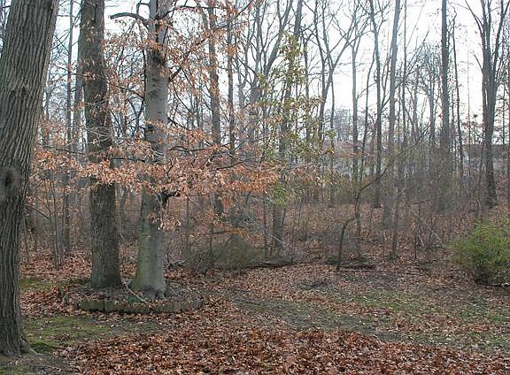 Backing to woods