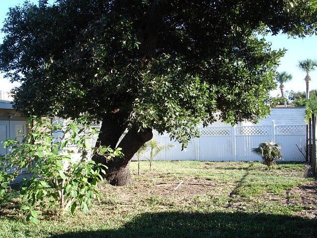 Nice shade tree in backyard