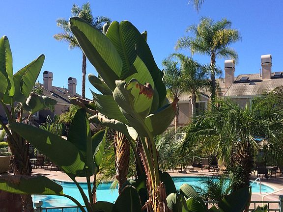 Community swimming pool