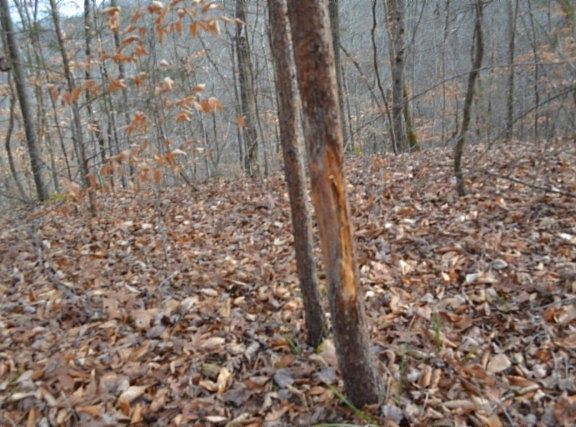 3rd image of 0 Garrett Town Ln