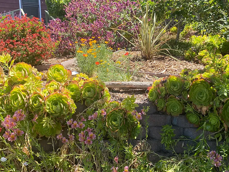 Front yard garden (no watering needed)