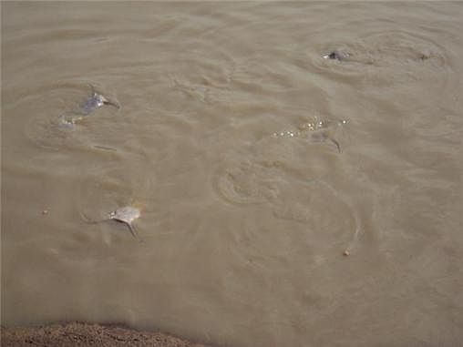 This is not even close to all the fish you usually see!