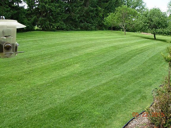 Lush Lawn with Pine Border
