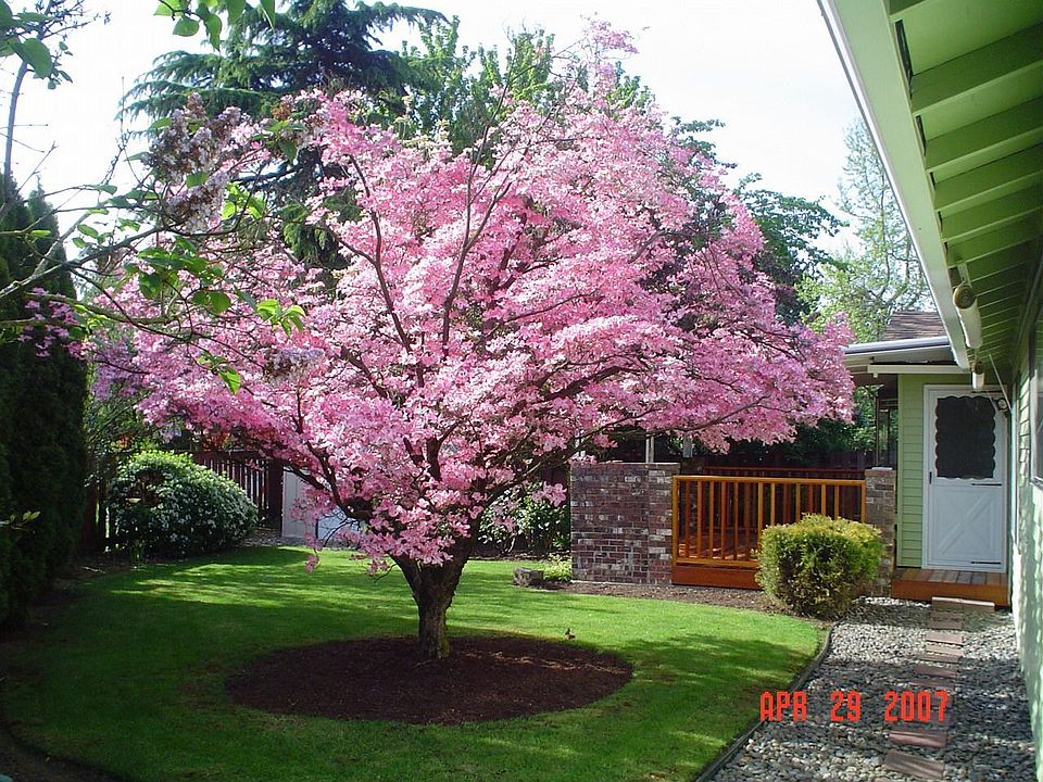 Dogwood in full-bloom