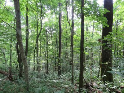 18.01ac Crabtree Lane, Hilham, TN, 38568