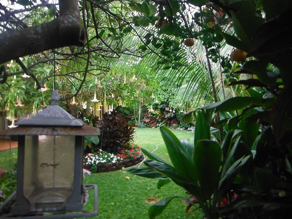back yard