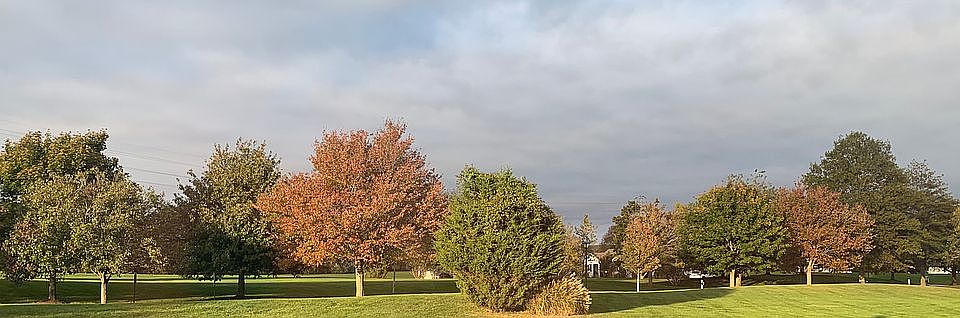 Backyard view