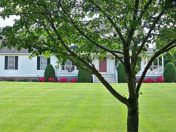 Under Yoshino Cherry Tree
