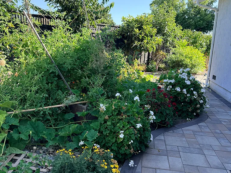 Vegetable garden