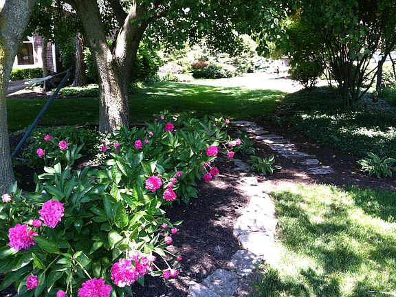 perennial flowers, bushes 