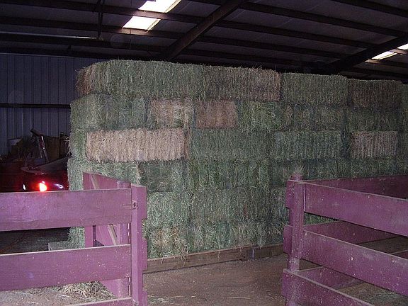 Barn interior, from inside stall