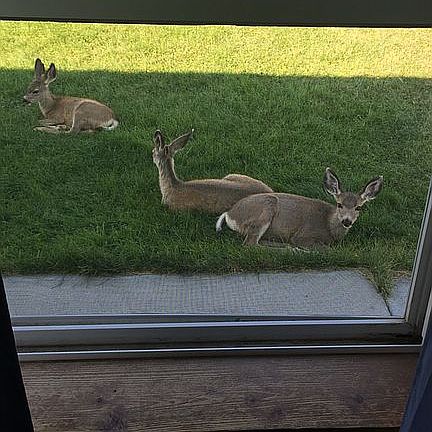 Deer stay all summer long