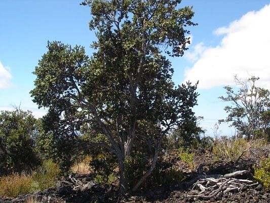2nd image of Plumeria Ln Lot 24