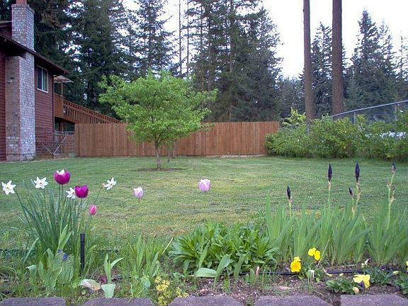 Side Yard-fruit trees & flowers