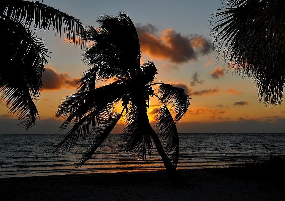 Beach Palm