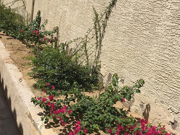 Purple bouganvillias 