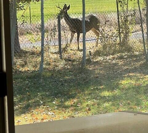 Visitors outside the front fence>