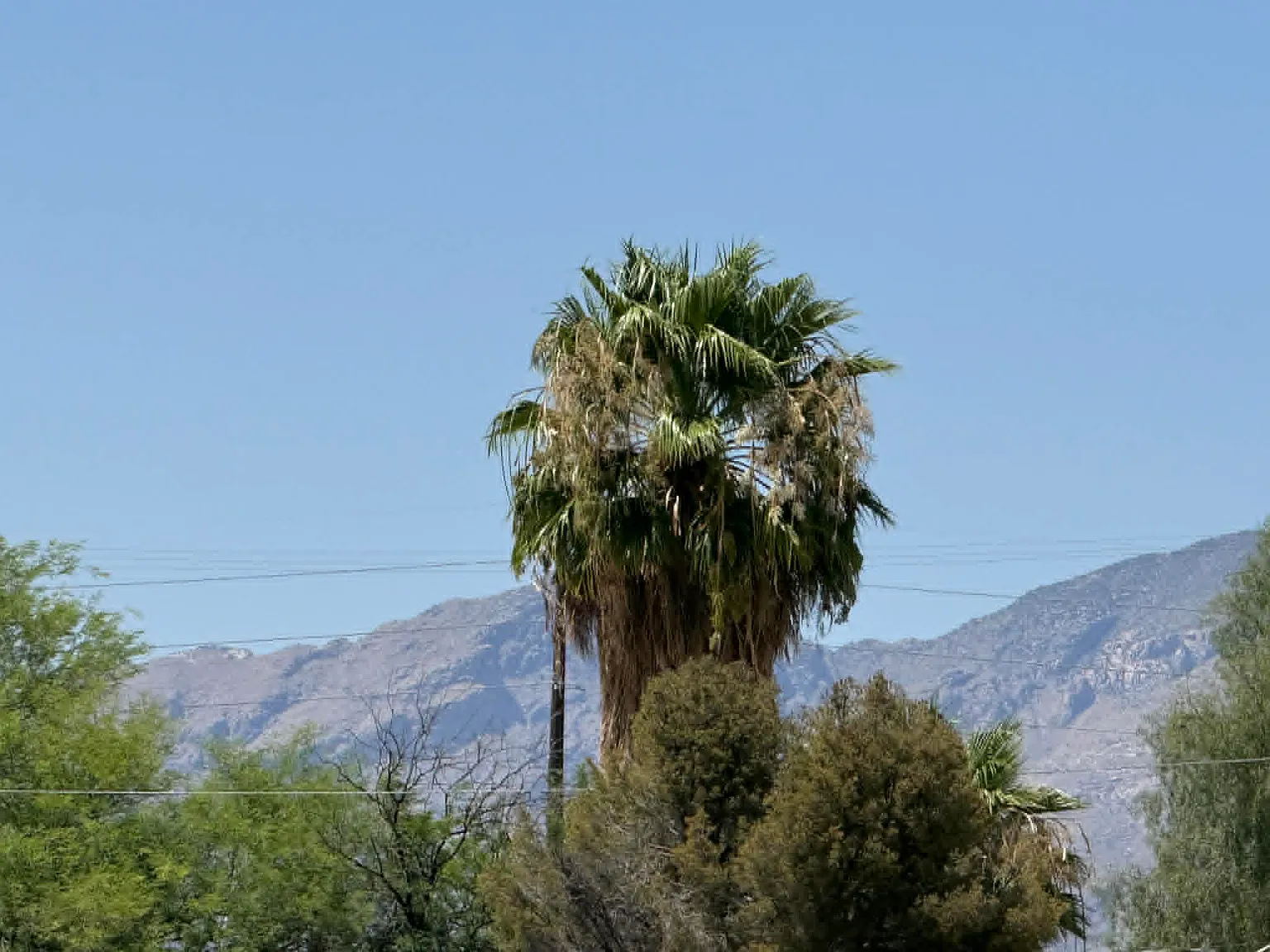 3 bed, 1.5 bath, 1593 sqft, $2,200 — Photo 3