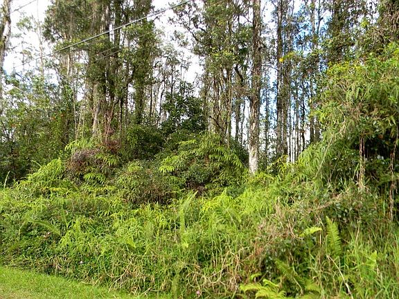 2nd image of Hibiscus Dr Lot 87