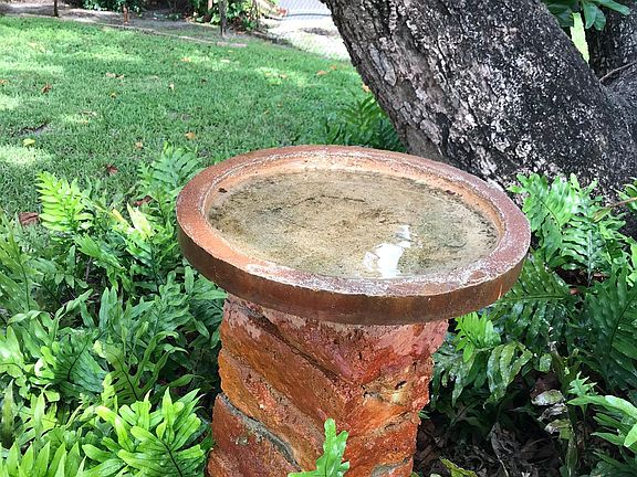 Bird bath under the large avacado tree