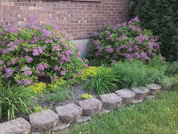6208 landscaping under front windows