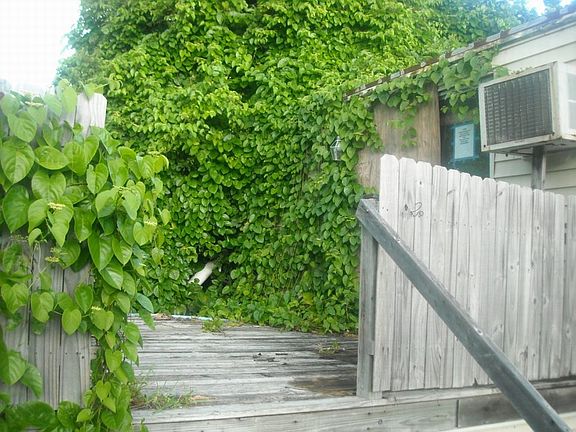 Rear Deck