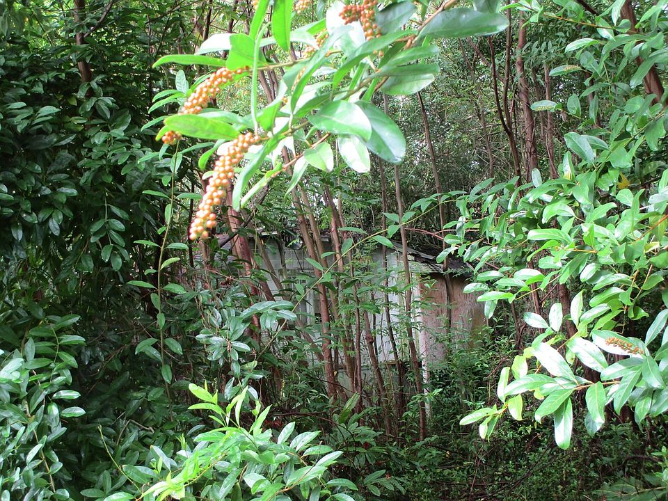2nd image of 28-1114 Oheala Rd Lot 7
