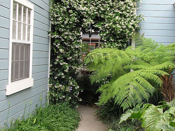 Front Entry Arbor Feature - Jasmine in Bloom
