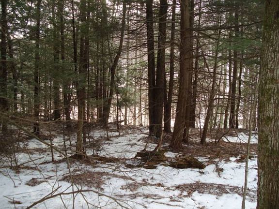 5th image of 179 Blueberry Dr