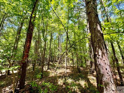 County Road 4335, Bivins, TX, 75555