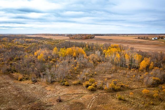Deer Delight: Woods on North Part of Site