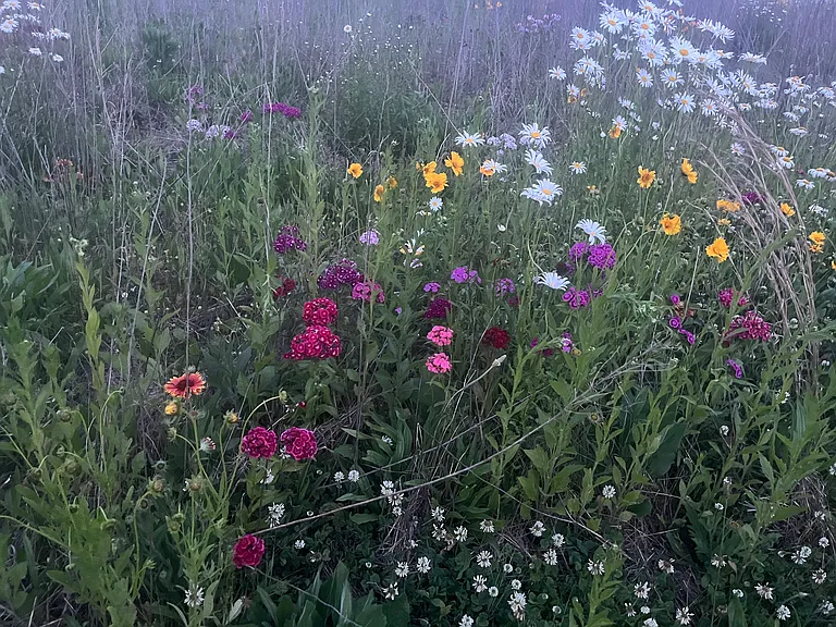 The front 3 acres of the property are home to native wildflowers that typically bloom spring to fall.