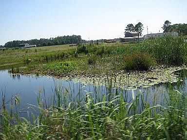 Pond for Fishing