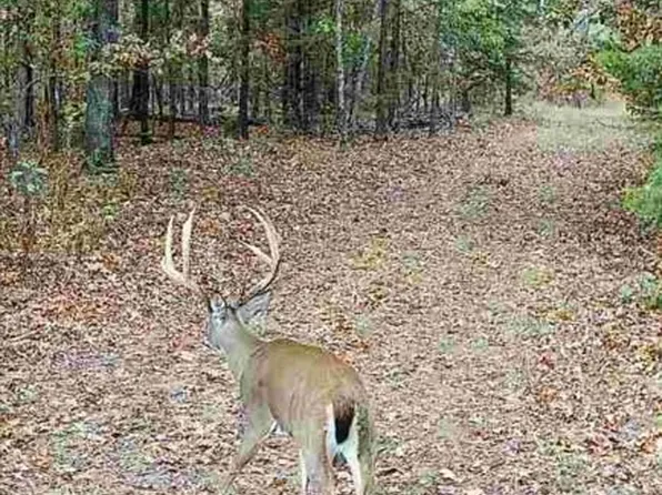 Styles Rd, Noel, MO 64854