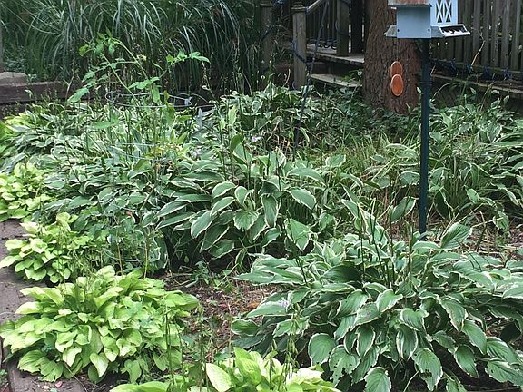 Garden in front of unit.