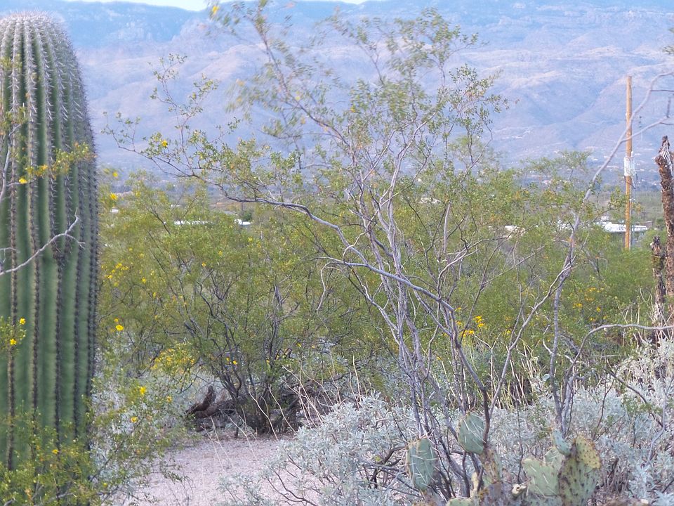 1st image of 11810 E Calle Javelina