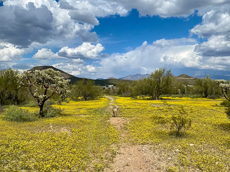 Conservation area in spring