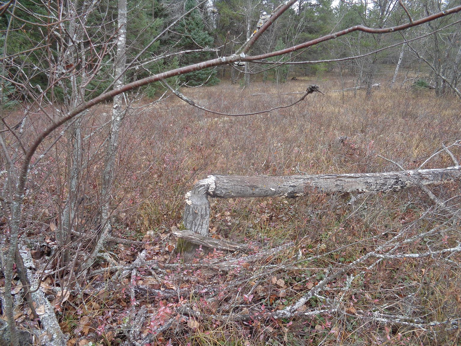 Boondocks Trl, Grayling, MI 49738 Zillow