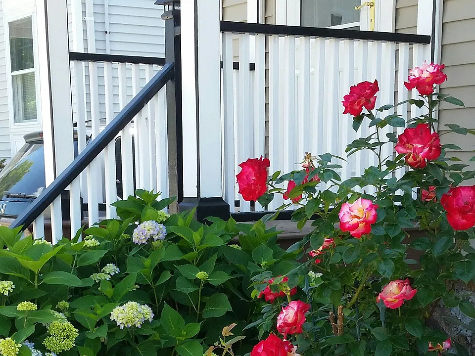 front garden
